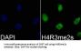 Histone H4R3me2s Antibody