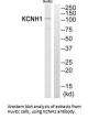 KCNH1 Antibody