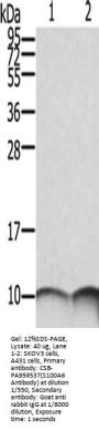 S100A6 Antibody