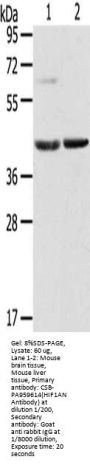 HIF1AN Antibody