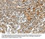 CEACAM21 Antibody