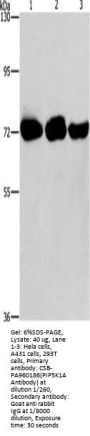 PIP5K1A Antibody