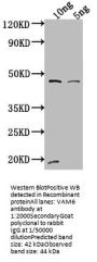 VAM6 Antibody