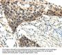 EFNA3 Antibody