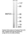 MEF2C (Ab-396) Antibody