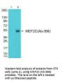 MEF2C (Ab-396) Antibody