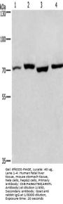 ARNTL Antibody