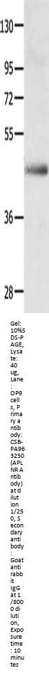 Rabbit anti-human APLNR polyclonal antibody