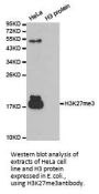 Histone H3K27me3 Antibody