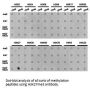 Histone H3K27me3 Antibody