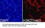 Histone H3K27me3 Antibody