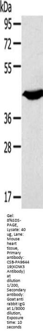 KCNK3 Antibody