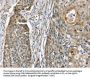 Rabbit anti-human PHLPP1 polyclonal antibody