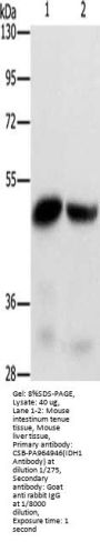IDH1 Antibody