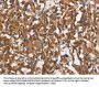 CEACAM3 Antibody