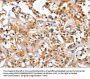 CEP97 Antibody