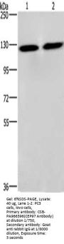 CEP97 Antibody