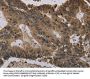HIST1H4A Antibody
