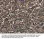 HIST1H4A Antibody