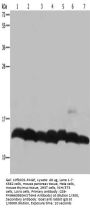 HIST1H4A Antibody