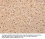 XKR7 Antibody