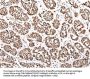 XKR7 Antibody