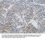 MCMBP Antibody