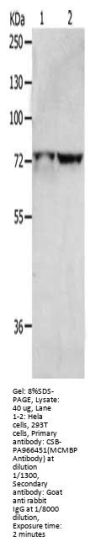 MCMBP Antibody