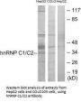 HNRNPC Antibody