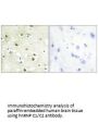 HNRNPC Antibody