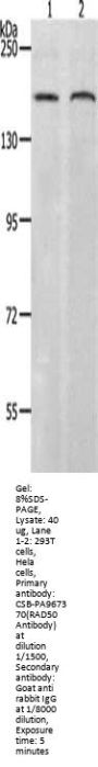 RAD50 Antibody