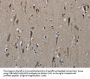 Rabbit anti-human HSPG2 polyclonal antibody