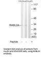 RABL2A Antibody