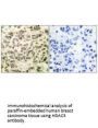 HDAC3 Antibody