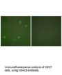 HDAC3 Antibody