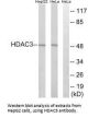 HDAC3 Antibody
