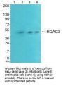 HDAC3 Antibody