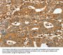 RAP1A Antibody