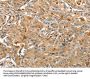 RAP1A Antibody