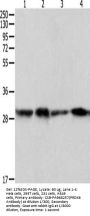 PRDX6 Antibody
