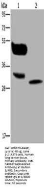 MAGEA8 Antibody