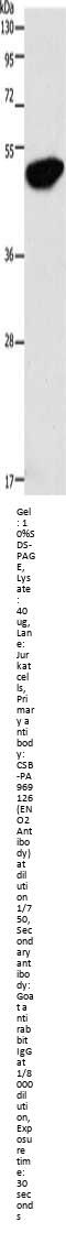 ENO2 Antibody