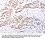TRAF3IP1 Antibody
