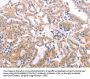 TRAF3IP1 Antibody