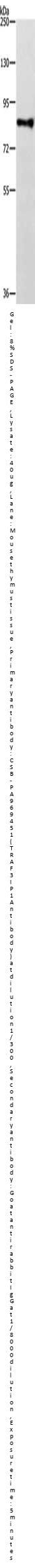 TRAF3IP1 Antibody
