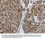 MCM3 Antibody