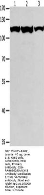 MCM3 Antibody