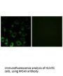 RPS4X Antibody