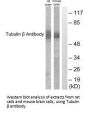 TUBB3 Antibody