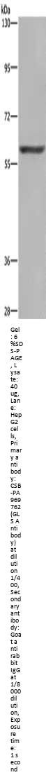 GLS Antibody